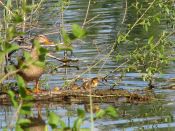 IMG_0070_Ansegeln_2009.jpg