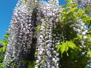 20160508_gr002.jpg