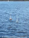 RG65_Regatta_gr_022.jpg
