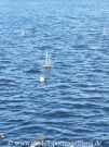 RG65_Regatta_gr_023.jpg